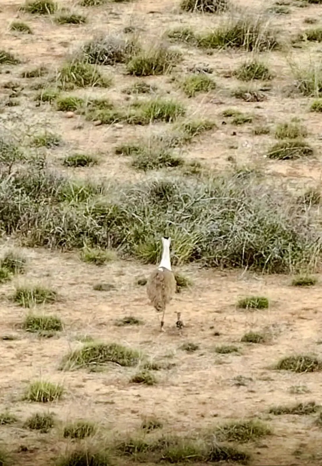 Historic Hatching of Rare Great Indian Bustard Chick in Gujarat