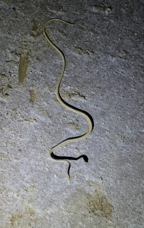 Rare Afro-Asian Sand Snake spotted at Kutch's Kala Dungar, only 2nd or 3rd Gujarat record
