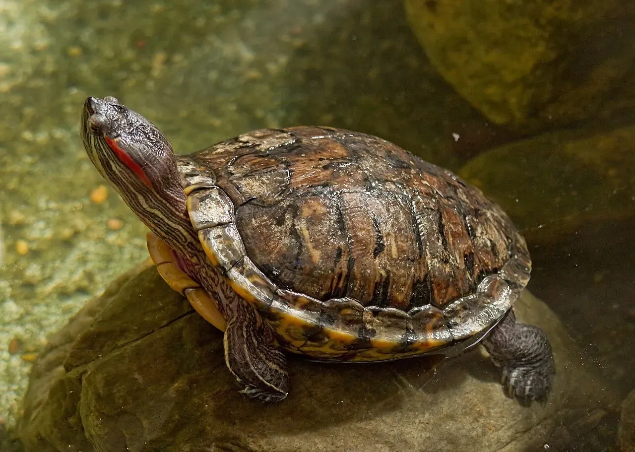 Seizure of 5,400 Red-Eared Slider Turtles Smuggled from Malaysia at Chennai Airport