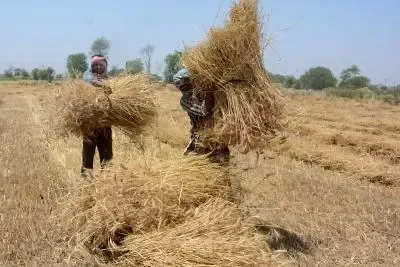 Uttar Pradesh Eases Wheat Sale Rules for Unregistered Farmers