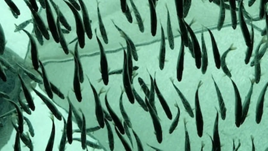 Innovative Marine Robot Developed to Monitor Fish Populations and Support Ecological Conservation