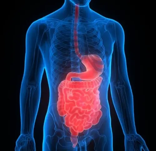 Scientists Uncover Mechanisms Leading to Inflammatory Bowel Disease