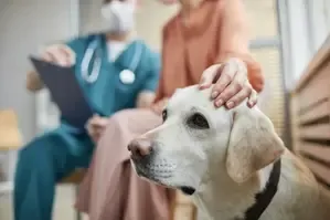Israeli Researchers Explore New Therapy for Canine Chronic Kidney Disease