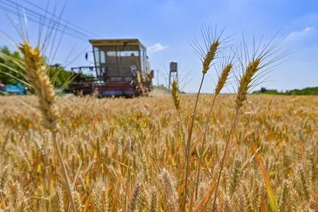 Australia wheat output to drop 26% in 2026-27 on fertiliser cost surge