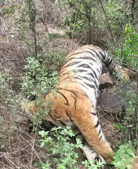 Royal Bengal tigress dies at Jharkhali rescue centre in Sundarbans