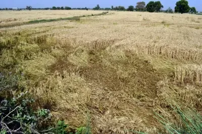 Has the Government Written Off Rs 14,122 Crore in Bank Loans for Farmers Affected by Natural Disasters in H1 2025-26?