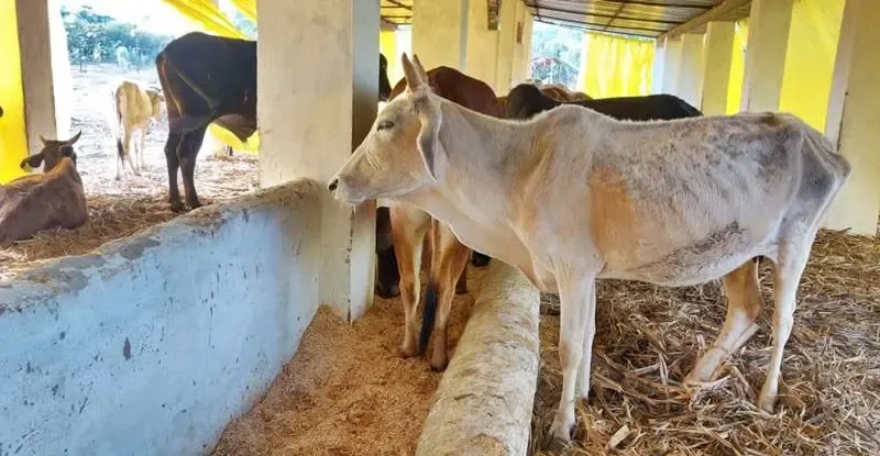 RSS Report Showcases Progress in Tribal Welfare and Cow Protection