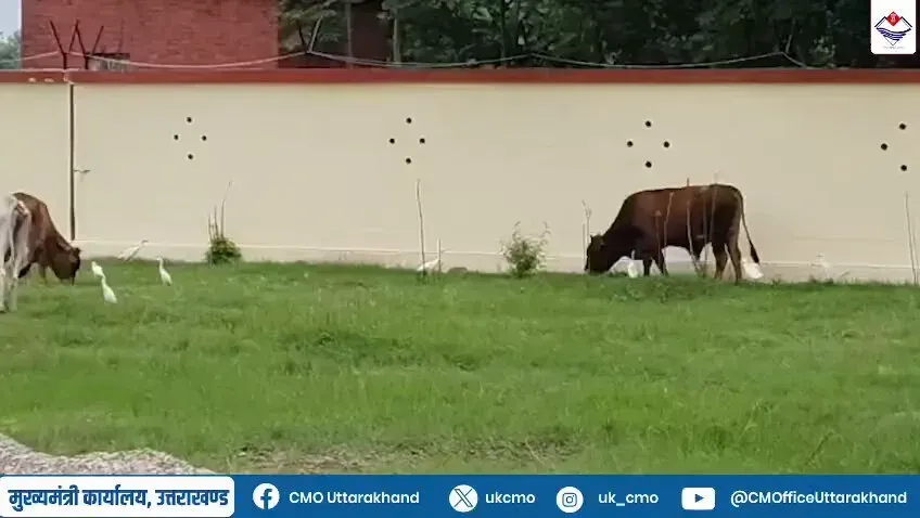 Rudrapur Nagar Nigam builds modern gaushala for 300 cattle