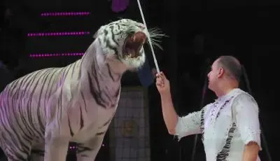 Criminal Probe Launched After Circus Tiger Leaps Into Audience During Performance
