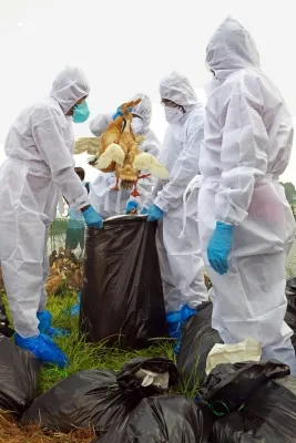 Have New Cases of Bird Flu at Poultry Farms in S. Korea Caused Egg Prices to Soar?