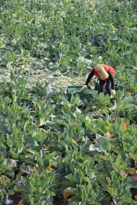South Korea Secures Farm Inputs Amid Middle East Crisis: $256M Budget