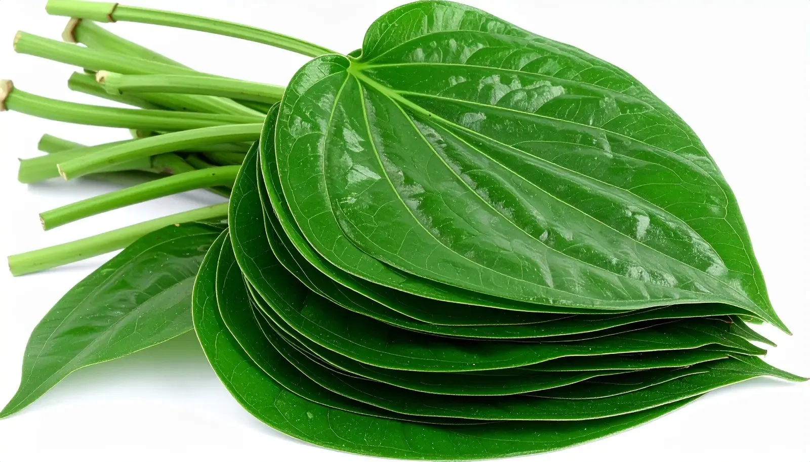 क्या पान का पत्ता साधारण है? सेवन से मिलते हैं ये 7 बड़े फायदे