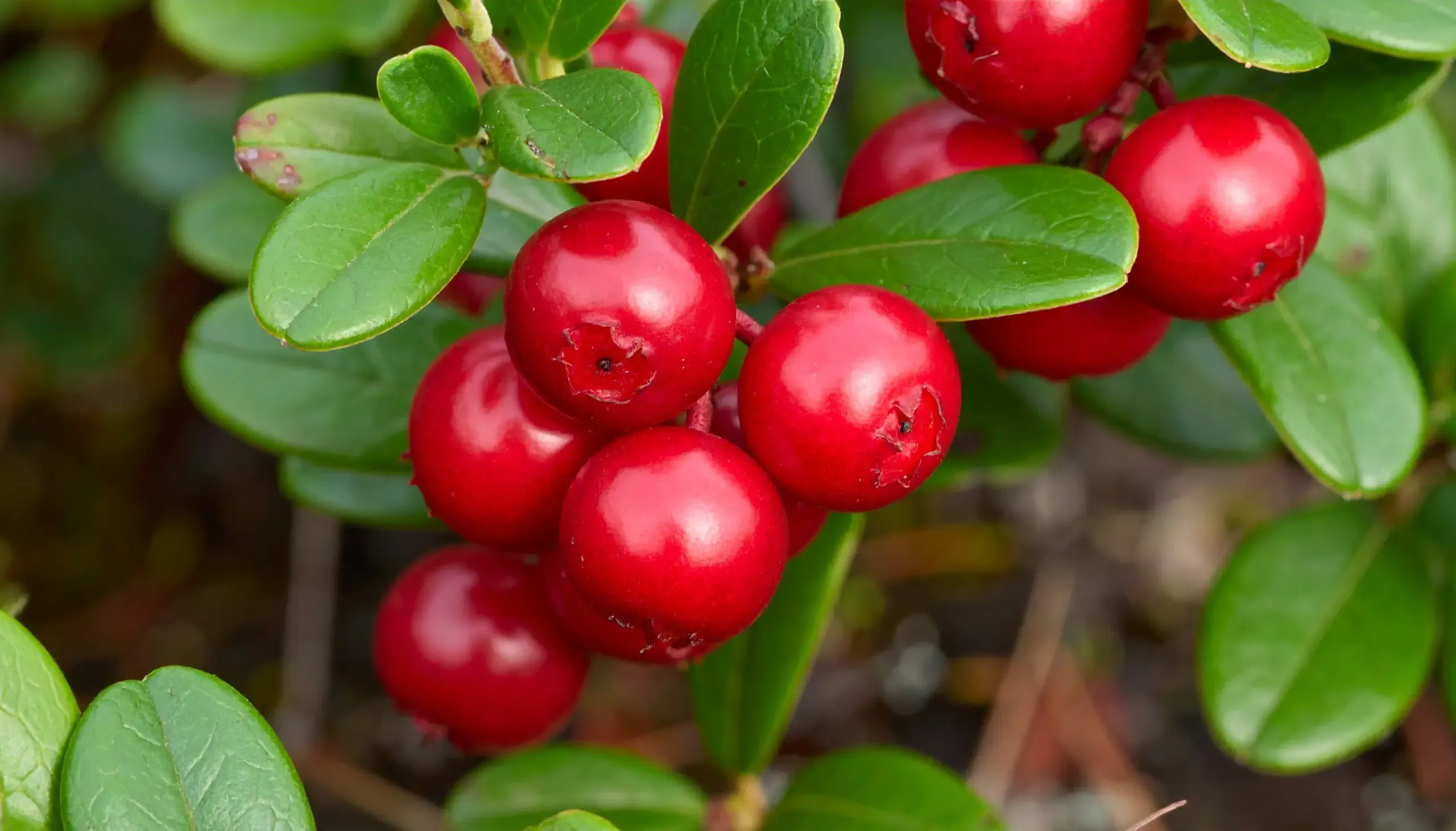 क्या सफेदभाटी एक ऐसा पौधा है जिसके फल भालुओं को लुभाते हैं और औषधीय गुणों से भरा है?