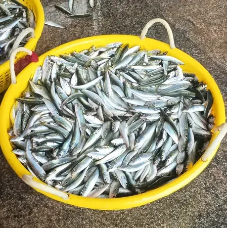 India's marine catch rises 3% to 35.7 lakh tonnes in 2025, sardine leads rebound