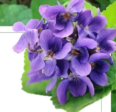 क्या सर्दियों में संजीवनी बनफशा का काढ़ा कई रोगों की दवा है?