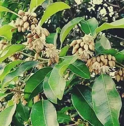 क्या मौलश्री एक सर्वगुण संपन्न औषधि है: पुरानी खांसी से त्वचा रोग तक राहत देती है?