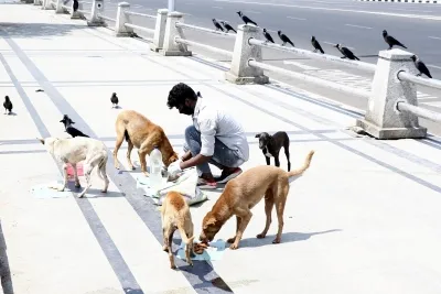 What is the Supreme Court's stance on those feeding stray dogs in public?
