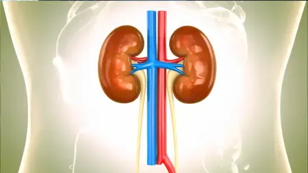 Scientists find biological signals to predict course of chronic kidney disease