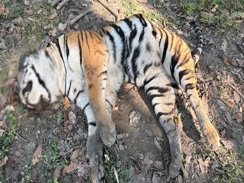 Another Tiger Carcass Discovered in Kaziranga National Park?