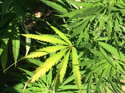 Nepal marijuana fills void left by Northeast security crackdown