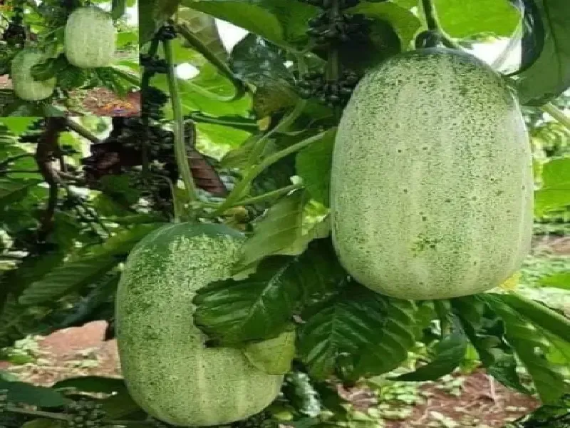 खीरा: गर्मियों में सेहत का गुप्त साथी और त्वचा का दोस्त