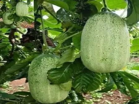 सेहत का पावरहाउस है खीरा, चेहरे से लेकर पेट के लिए लाभकारी