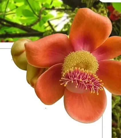 क्या है नागलिंग का फल जो तोप के गोले जैसा दिखता है?