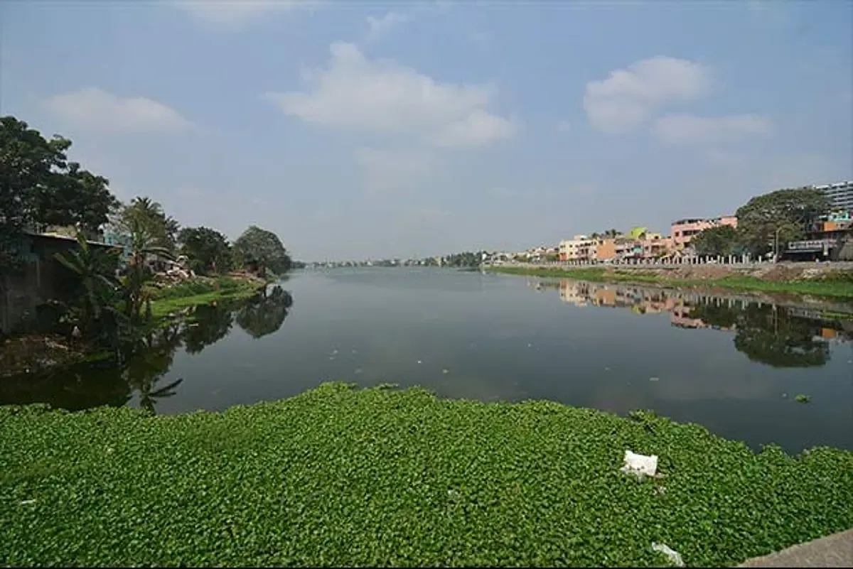 Is Sewage Discharge Polluting Velachery Lake? Residents Claim Official Apathy