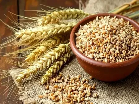 शरीर के लिए अमृत समान है गेहूं, आयुर्वेद से जानें कब सेवन है लाभकारी