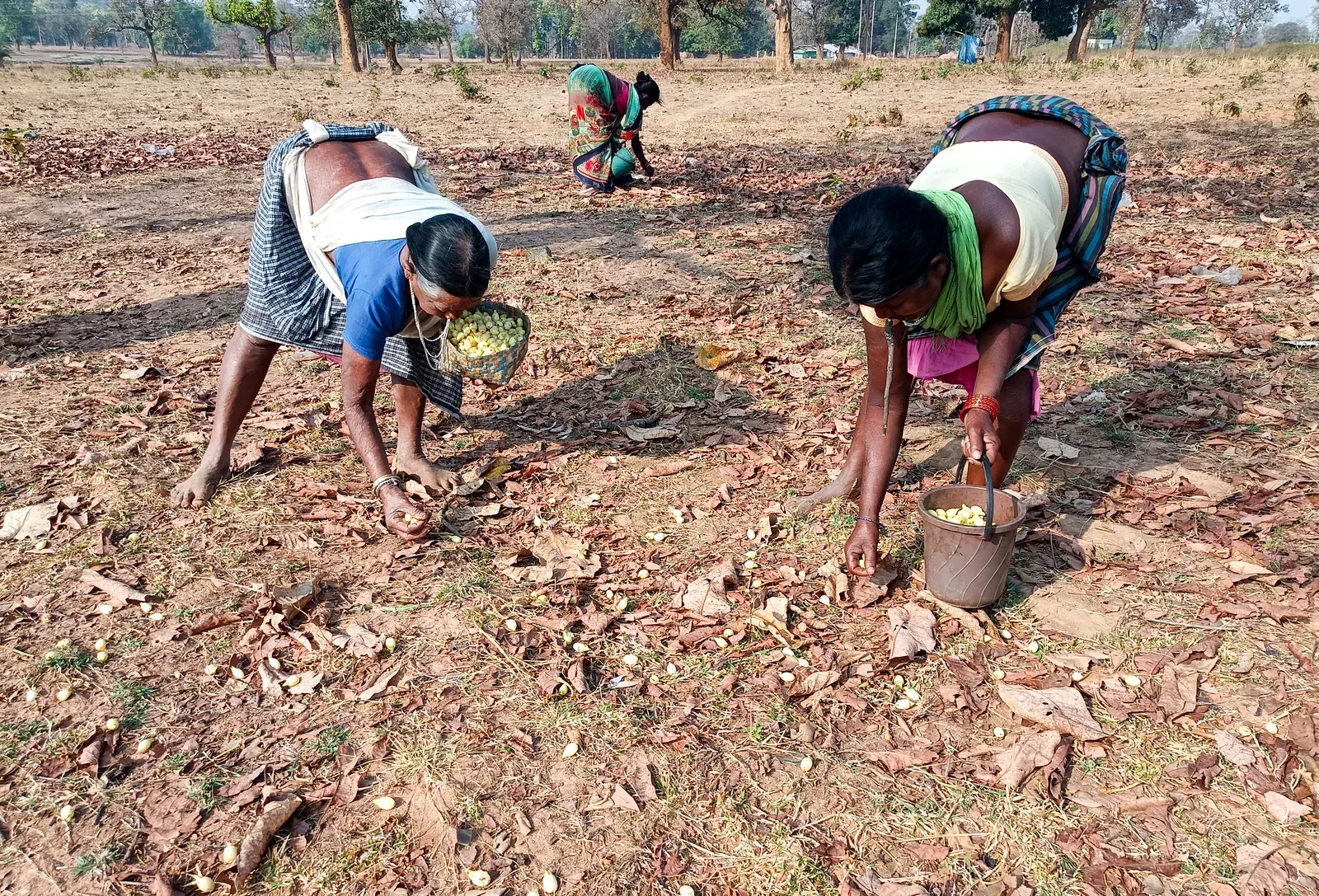 Rural, tribal budgets surge as Centre pushes inclusive growth in 2026-27