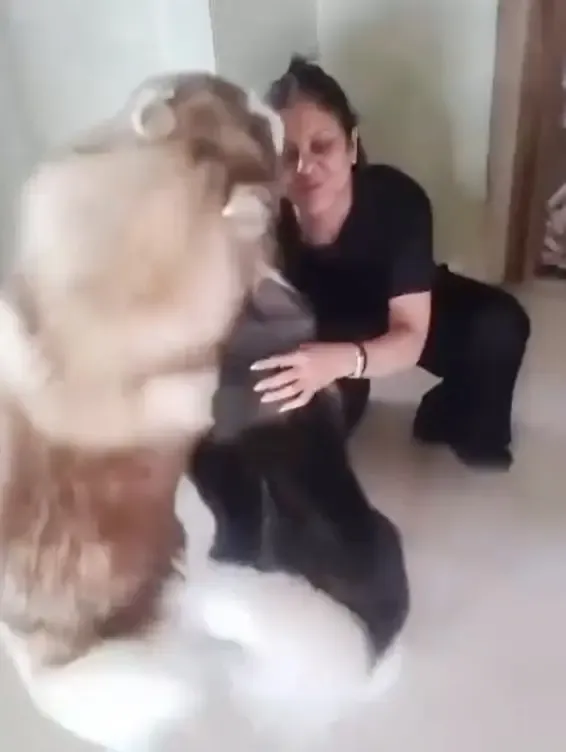 What kind of welcome did Shefali Shah receive from her huskies after returning from Norway?