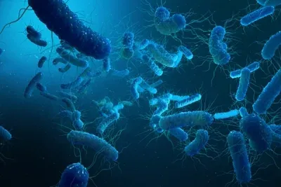 Shigella outbreak in Kerala: Health dept orders containment on war footing