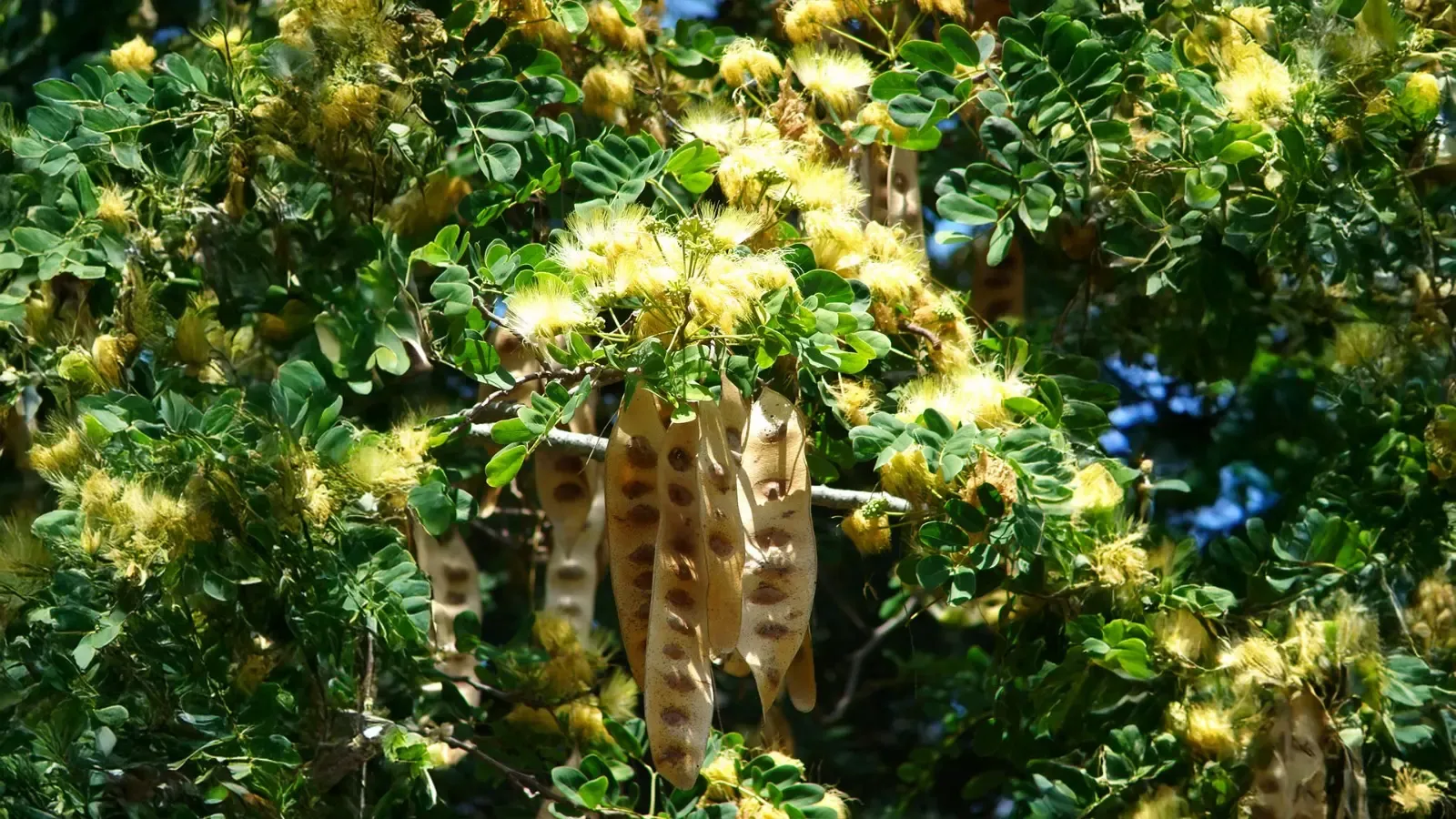 क्या शिरीष एक आयुर्वेदिक गुणों का खजाना है? फायदे जानकर रह जाएंगे दंग