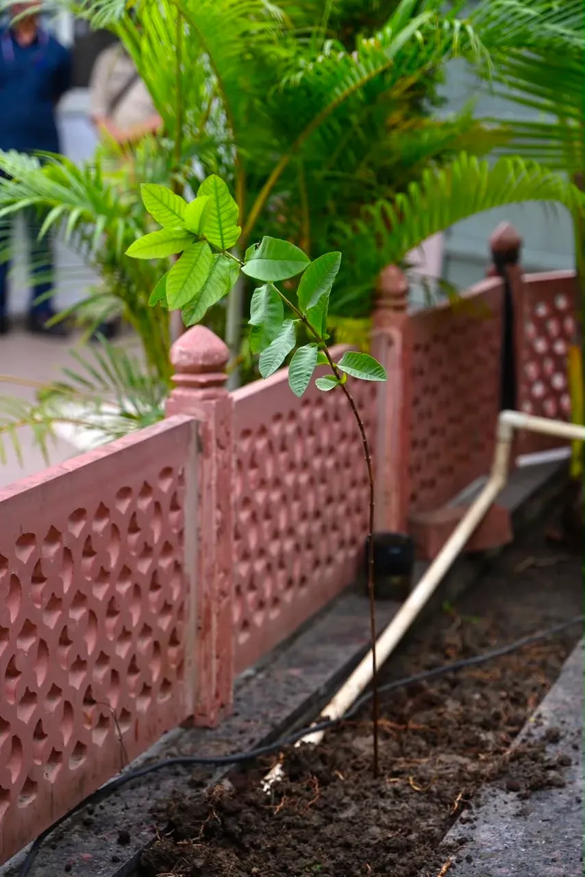 Shivraj plants sapling in Bhopal, calls for Hariyali Amavasya drive