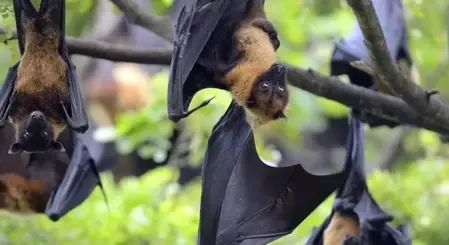 Is Singapore Strengthening Airport Health Checks Due to Nipah Virus Outbreak?