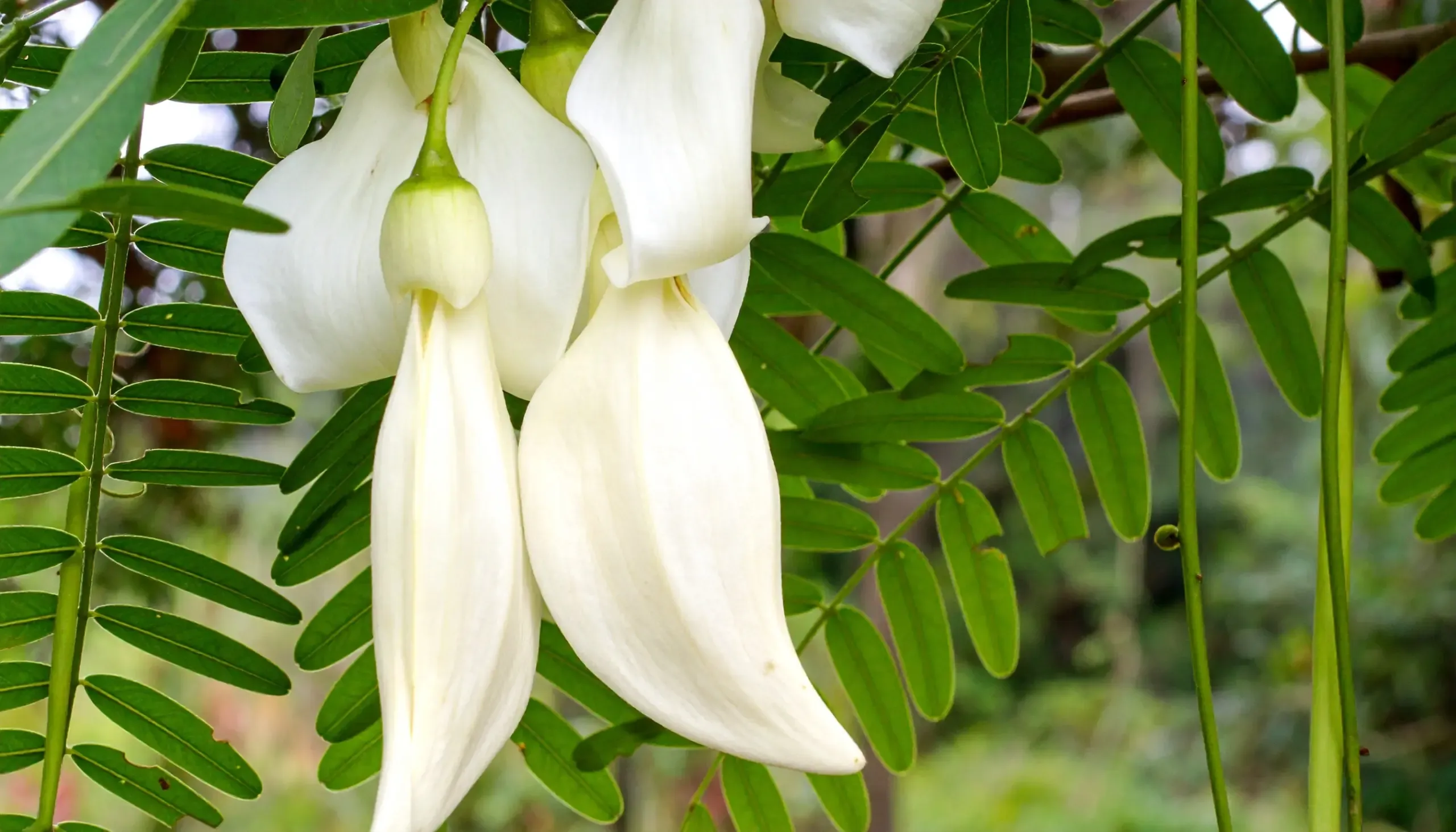 क्या सिरदर्द से लेकर जोड़ों तक, हर समस्या से निजात दिलाएगी ये आयुर्वेदिक जड़ी-बूटी?