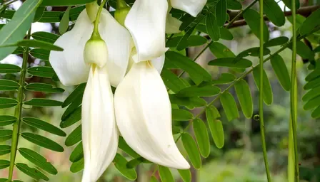 क्या सिरदर्द से लेकर जोड़ों तक, हर समस्या से निजात दिलाएगी ये आयुर्वेदिक जड़ी-बूटी?