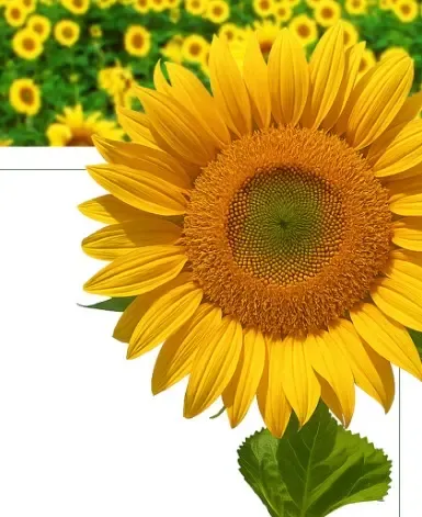 क्या सूरजमुखी सिर्फ खूबसूरत है या सेहत का खजाना भी?