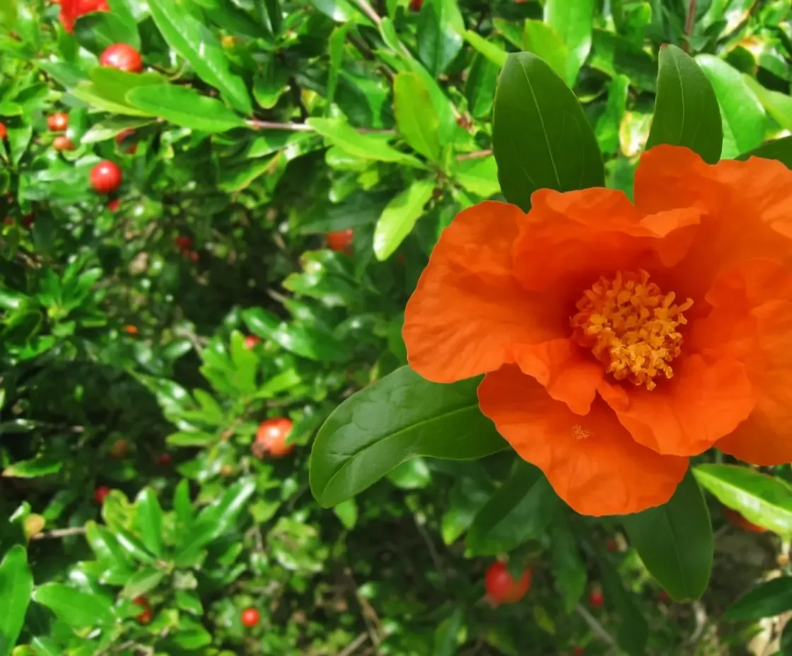 अनार के फूल: सेहत के लिए छिपा खजाना