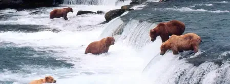 Slovenians urge govt to curb rising brown bear population