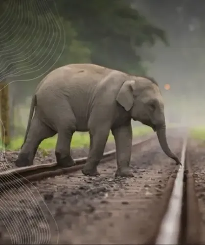 Ministry Unveils 110 Railway Stretches to Combat Wildlife Mortality