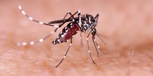 Has the Dengue Outbreak in Manipur Reached 3,594 Cases?