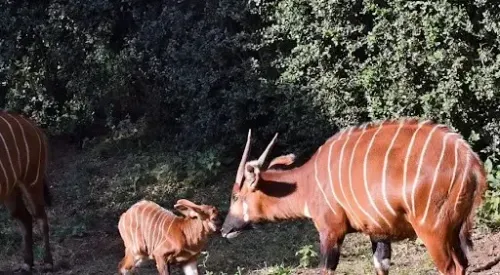 17 Rare Mountain Bongos Returned to Kenya