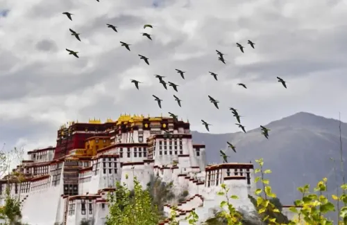 क्या शीत्सांग और छिंगहाई को सहायता देने वाली नई खेप के कार्यकर्ता गंतव्य स्थल पहुंचे?