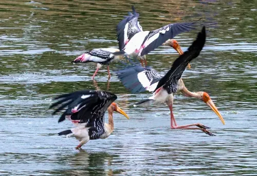 चिक्का बस्ती झील पर पेंटेड स्टॉर्क का नज़ारा