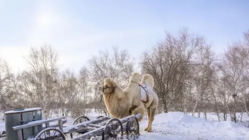 40% of Mongolia Faces Significant Risk of Harsh Winter Conditions