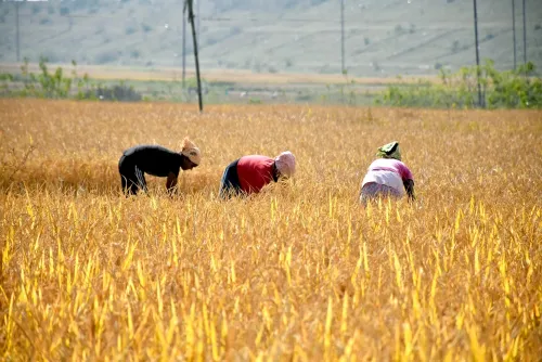 How Much Paddy Has Been Procured in Haryana?