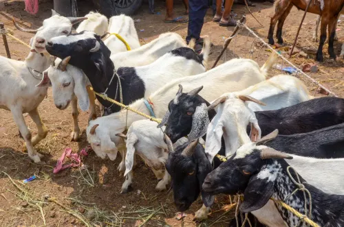 पटना के पशु बाज़ार में बकरों की बिक्री, बकरीद की तैयारी ज़ोरों पर