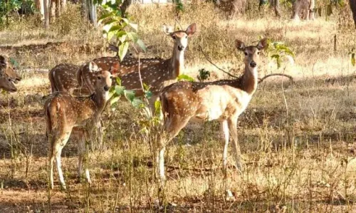 Gujarat releases 50 spotted deer in Surat forests to curb human-wildlife conflict