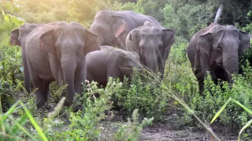 Approximately 50 Wild Elephants Electrocuted in Sri Lanka This Year